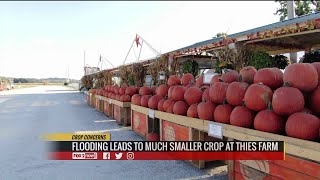 Local farm fears they won`t have pumpkins this fall due to heavy rains this year
