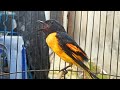 Mantenan Gacor Kepala Hitam Untuk Masteran Mp3 - Mp4 Download