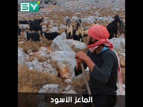 حسن عثمان راع يمضي أيامه في الجبال يختص بتربية الماعز الأسود