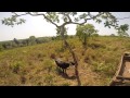 Captura de Bufalos/ Wild Buffalos Capture