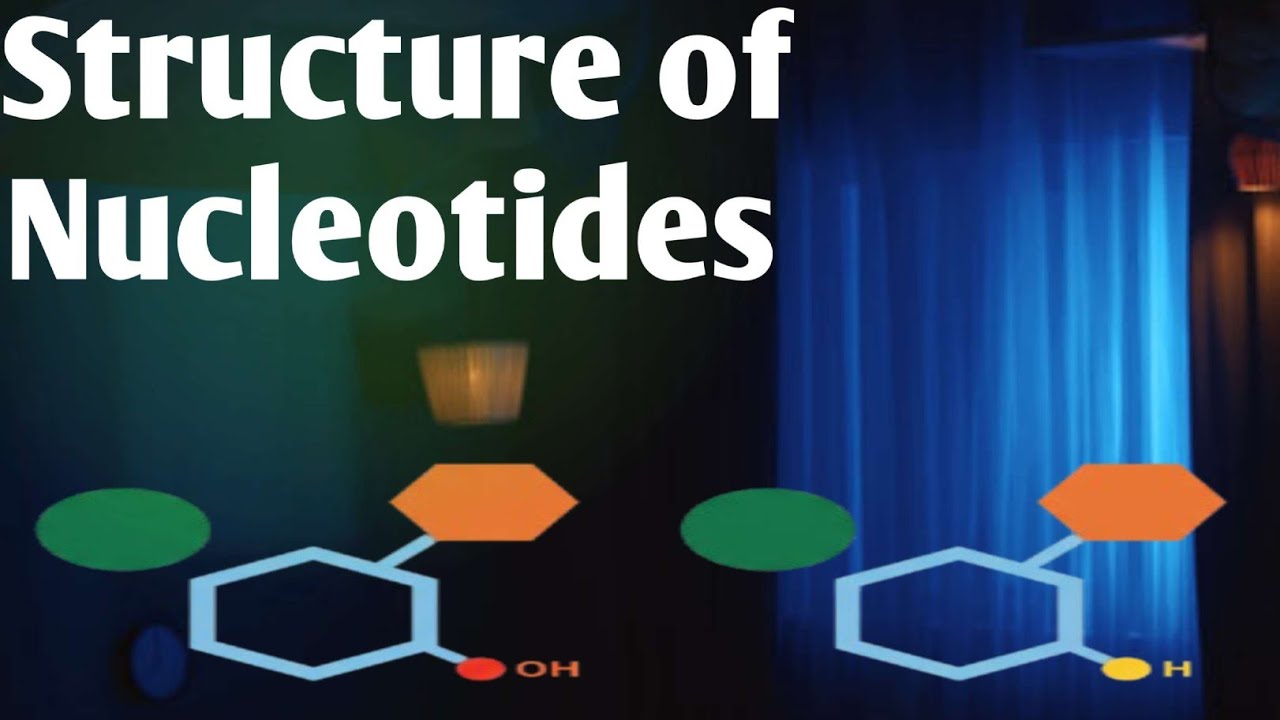 Formation of nucleotides 
