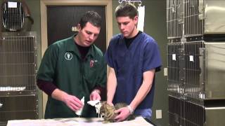 How to Keep Cat Ears Clean @eHowPets