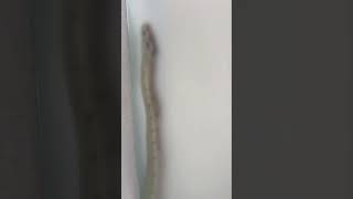 Lady&#39;s Snake Surprise in Bathroom Shower