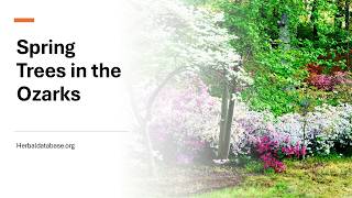 Spring Trees of the Ozarks