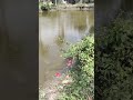 Summer Village Lifestyle Bengali Spiritual Vlogs 7