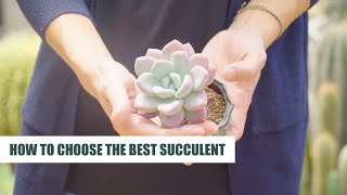 HOW TO CHOOSE & CARE FOR NEW SUCCULENTS | 9 Years Living with Succulents