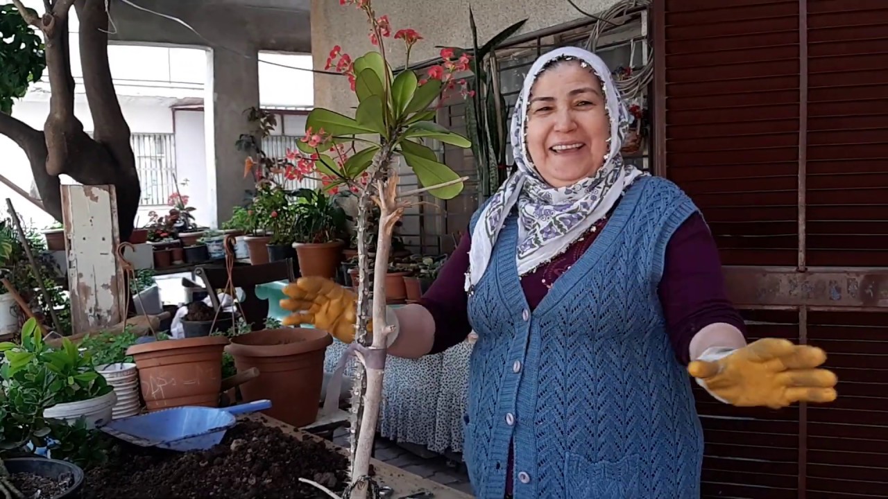 DİKENLER TACI ÇİÇEĞİ (EUPHORBİA MİLİİ ) SAKSI DEĞİŞİMİ 👍 DİKENLER TACI ÇOĞALTMA VE BAKIMI🌷🌱