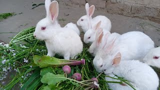 Very beautiful rabbits bunnies in village ( village life pakistan )