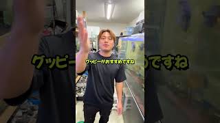【初心者向け熱帯魚】失敗しない熱帯魚の選び方 #セカンドアクア #江戸川区 #熱帯魚 #アクアリウム #水草 #金魚 #初心者向け #飼育方法
