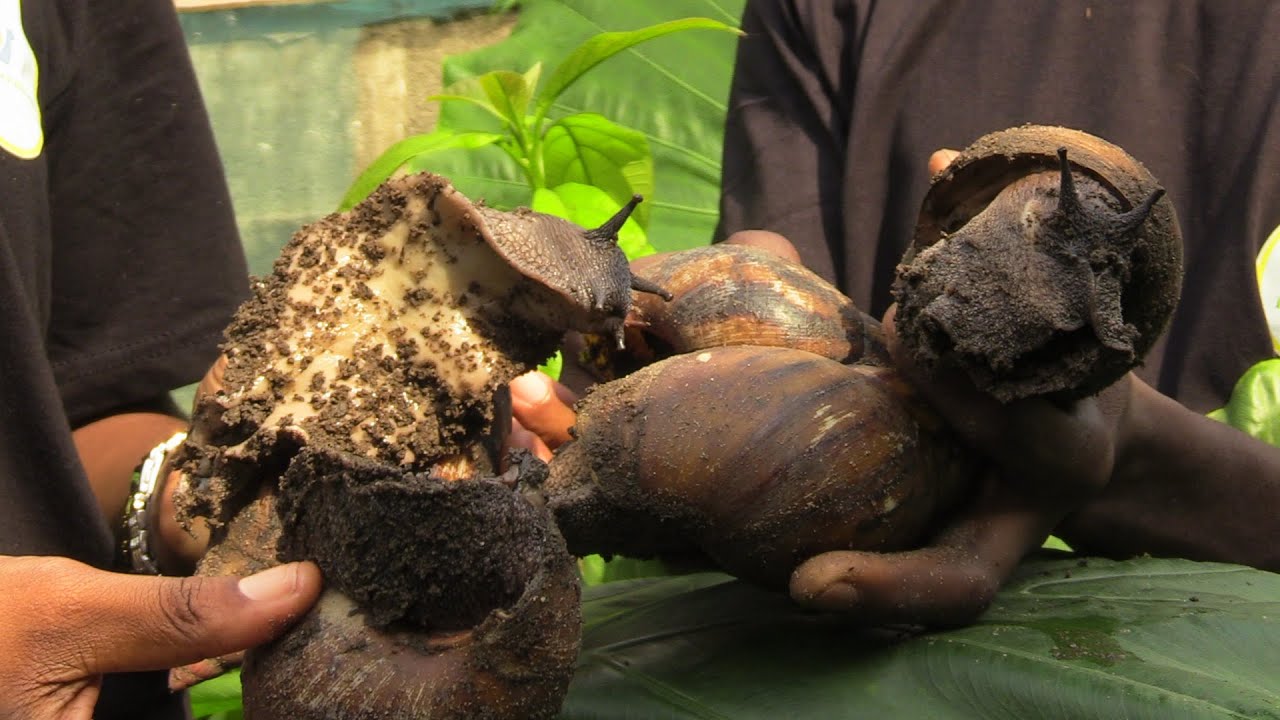 BRAVE PAYSAN VISITE A L' ESCAGODROME