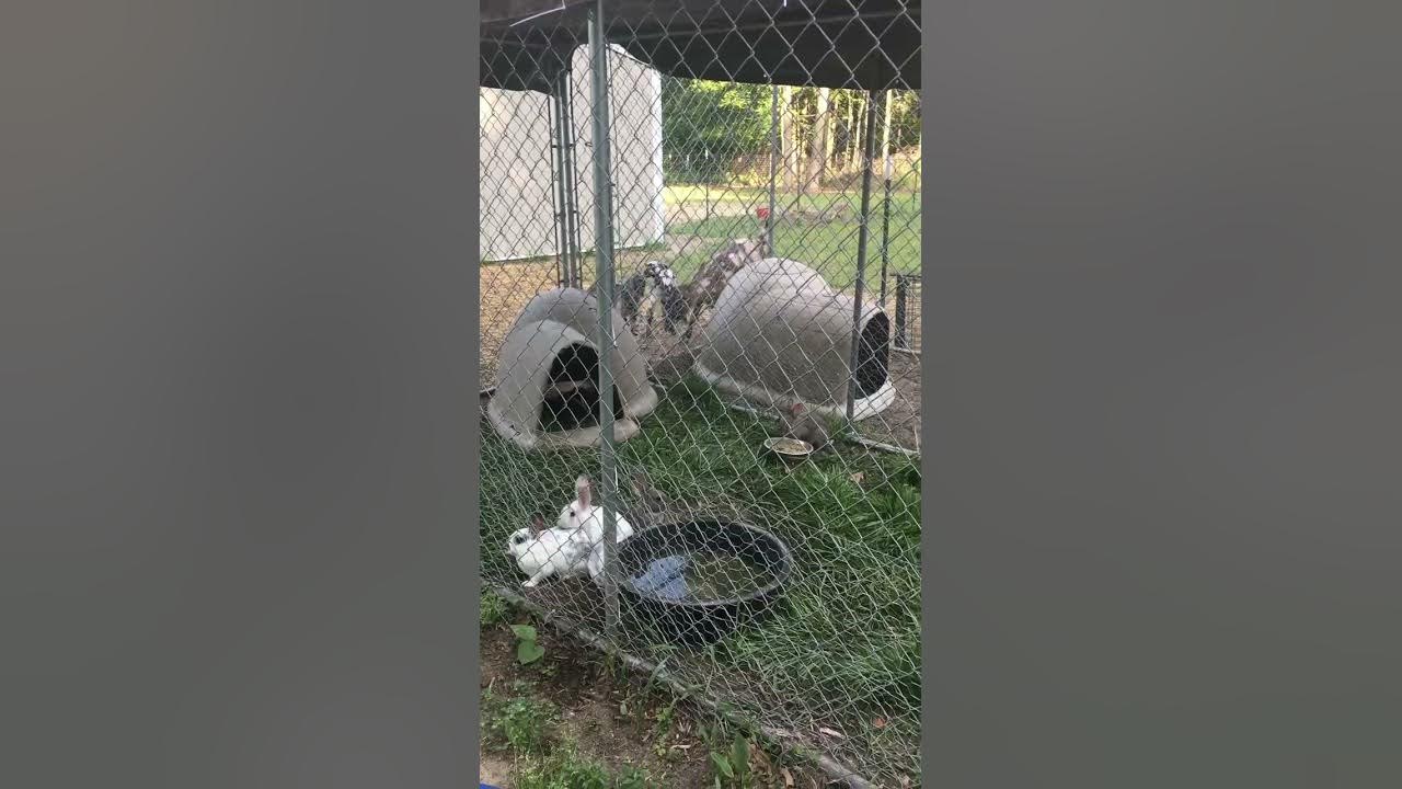 How To Set Up A Rabbit Colony And What Ours Looks Like YouTube