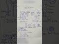 Human reproductive system digram #biology #ytshorts