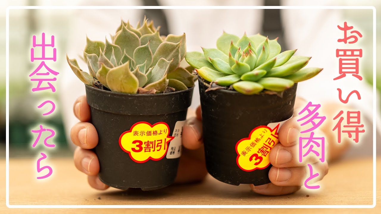 【即買いしました】まずしてあげたいことはこれ！