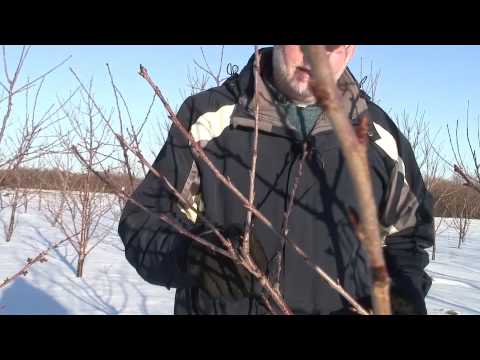 Gisela cherry rootstocks: double-sectoral pruning