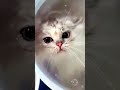 Какой то странный морской котик 🤣 #cute #cat #cats #animals #проживотныхинетолько