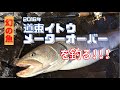【編集して再度UP】2016年道東湿原河川イトウ釣り メーターオーバー 108センチ