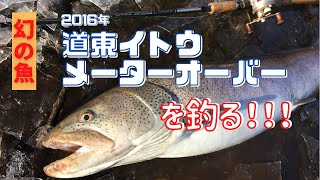 【編集して再度UP】2016年道東湿原河川イトウ釣り メーターオーバー 108センチ