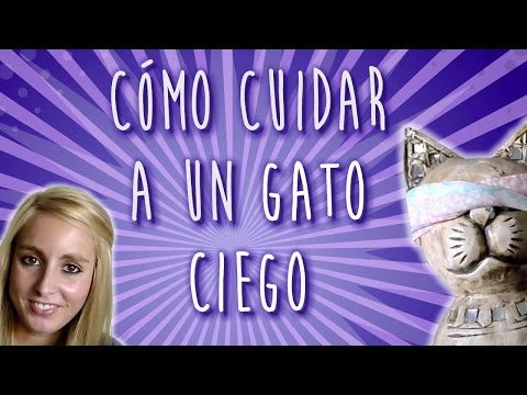 Video: Cómo cuidar a un gato ciego de la mejor manera