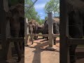 #love #elephant #okc #oklahoma #okczoo #animal #animalshorts #life #zoolife