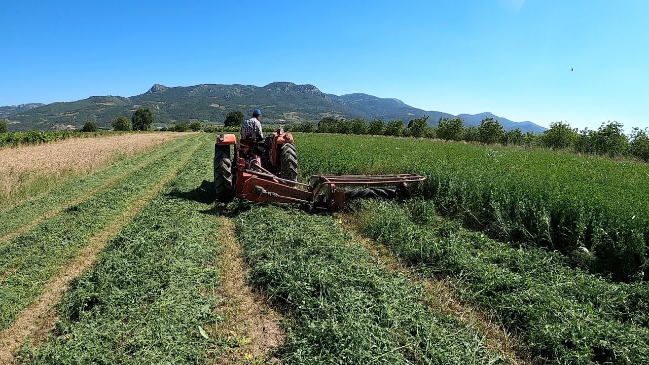 2022 Yılının 3. Yonca Biçimi - Sıkmalı Yonca Biçme