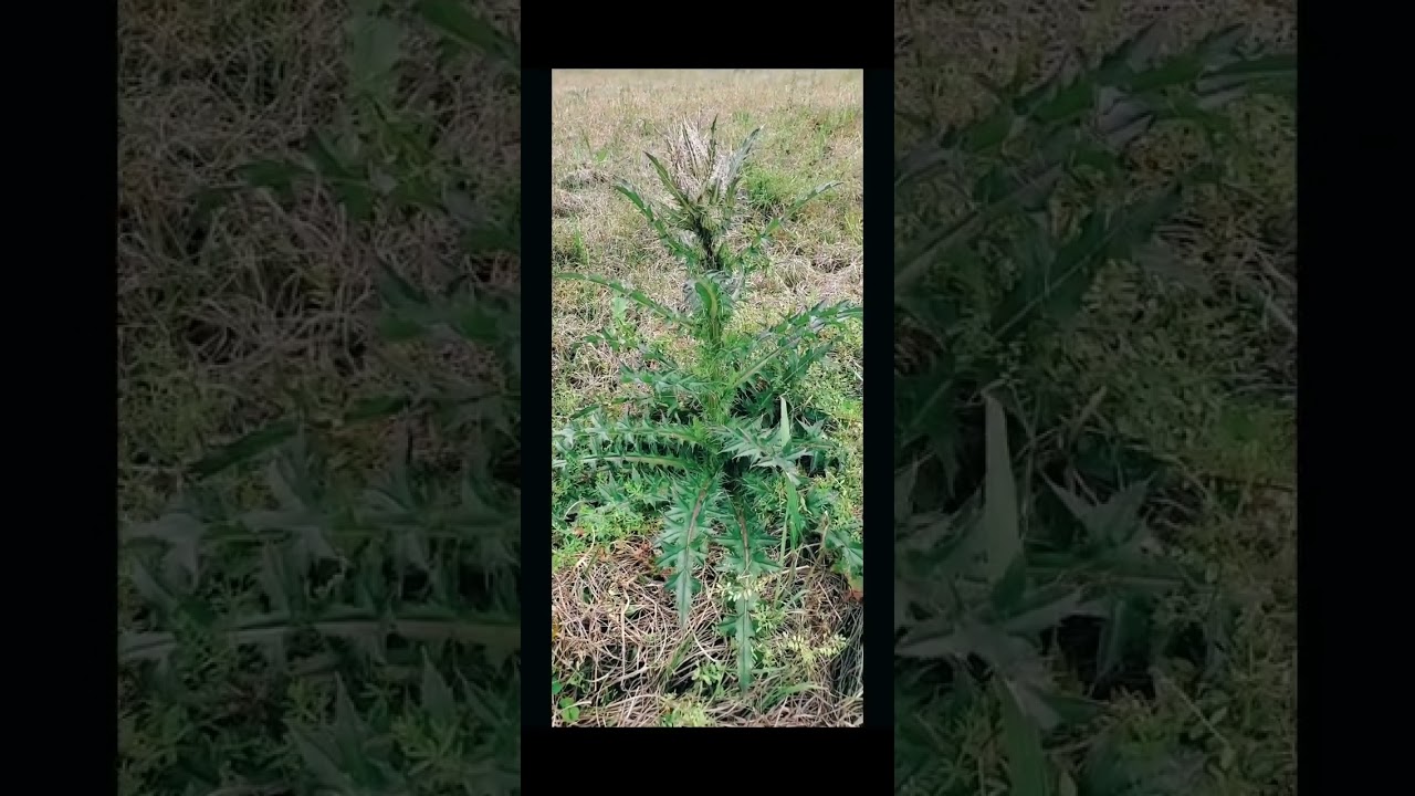 Wild Food Delights: Should I Show You How? 