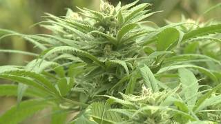Hemp loophole closure faces pushback as attorneys general urge Congress to act