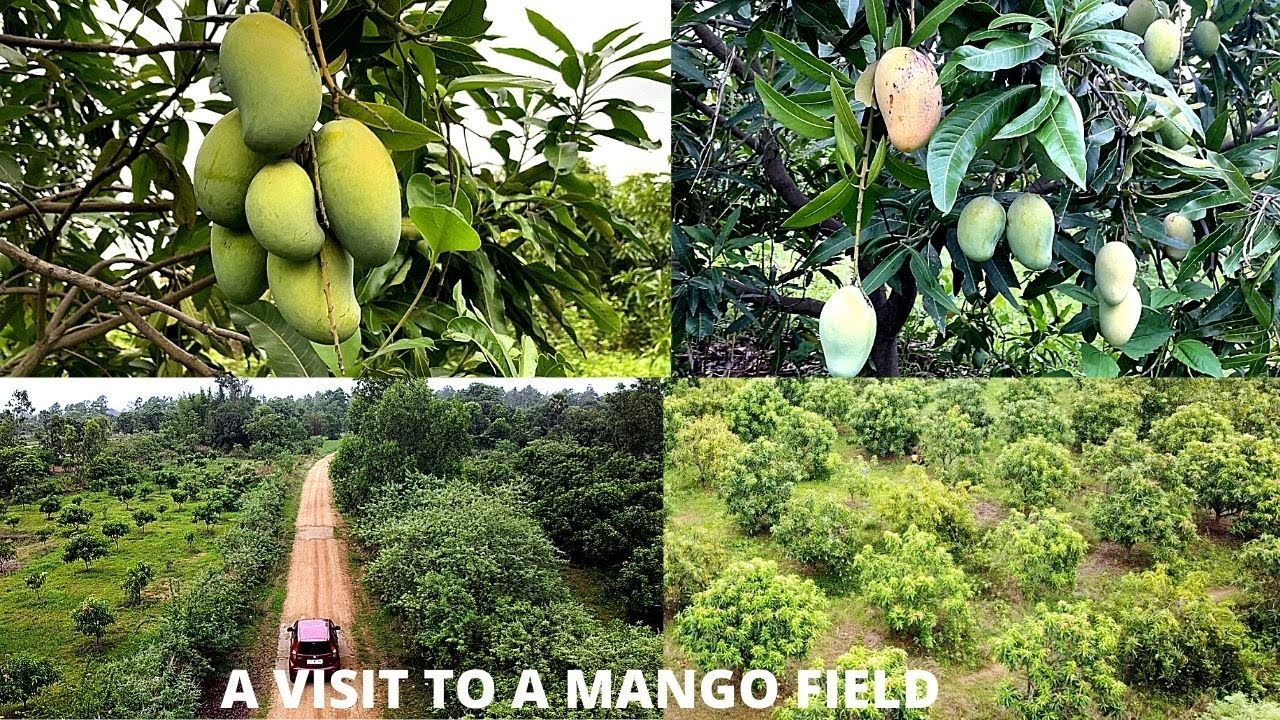 A VISIT TO A MANGO FIELD || DRONE VIEW #djimavicmini 2 #mini2 #dji ...