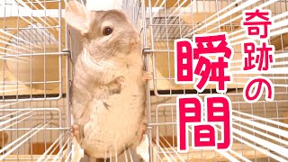【チンチラ】散歩中に可愛いポーズを決めるマロンとあずき