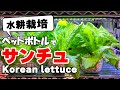 ペットボトルで水耕栽培｜サンチュの種がたった30日間で・・・