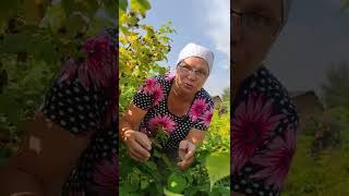Забочусь о малине в конце сезона.