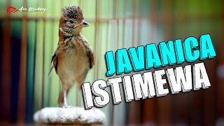 BRANJANGAN JAVANICA NGLEPER GACOR ISIAN ISTIMEWA