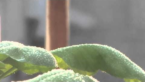 YaraVita formulating agents (absorption agent)