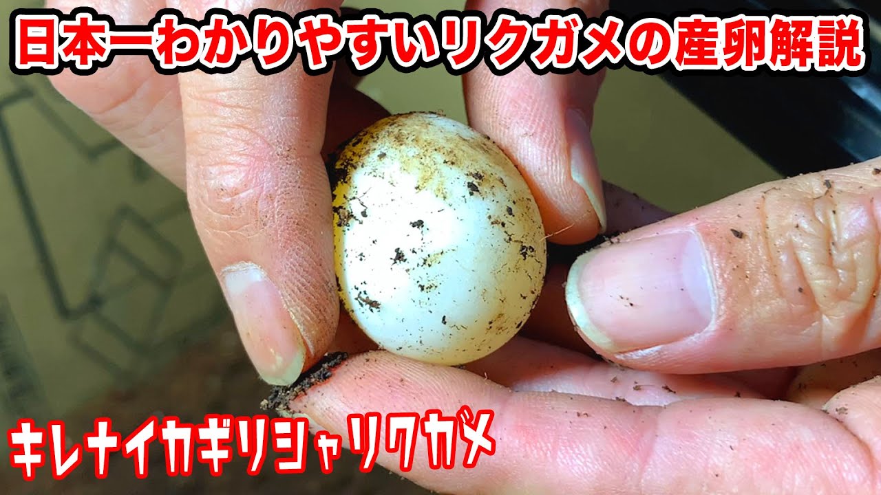 【リクガメ繁殖②】産卵〜卵管理までを産卵動画でわかりやすく解説