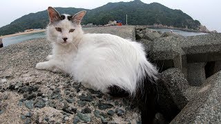 竿が上がった途端、猫達が釣り人の所に駆け寄っていく