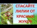 СРОЧНО!!! СПАСАЙТЕ ЛИЛИИ ОТ КРАСНЫХ ЖУКОВ. Как выращивать лилии. Выращивание лилии. Жуки на лилиях.