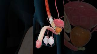 Male Reproductive System | Accessory Glands & Semen Explained! | #Shorts | Power Learn College