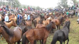 Isto e o Curro Mougas 2013 (2)
