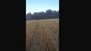 Missy hare coursing