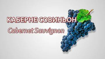 Сорт винограда Каберне Совиньон