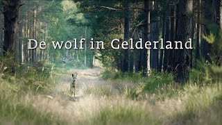 De wolf in Gelderland