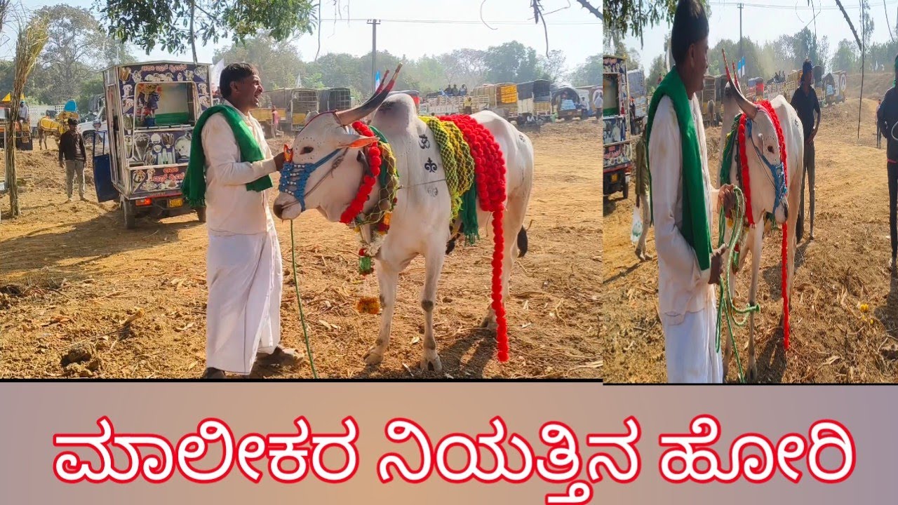ನಿಯತ್ತಿನ ಹೋರಿ honestbull horihabba 