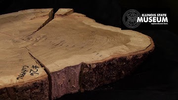 What Tree Rings Tell Us About Past Climates