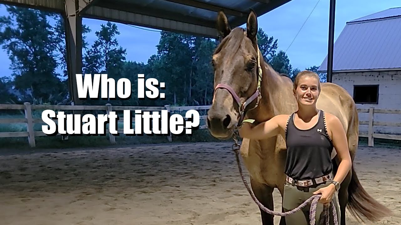 Who is: Stuart Little?