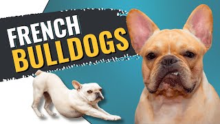 Saving Frenchies: True Cost of French Bulldogs