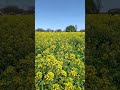 2026/4/13 千葉縣柏市的「曙之山農業公園」