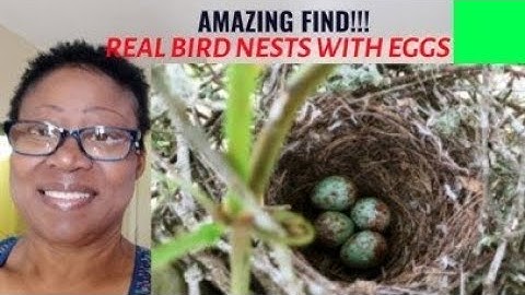 AMAZING FIND!!!- CHECK OUT THIS BIRD NEST😯