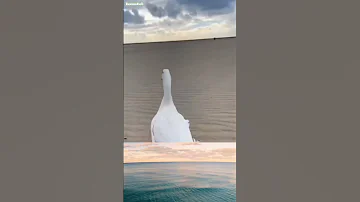 يا أهالى البلد فى دكر بط ضايع و معاه جوزين حمام 