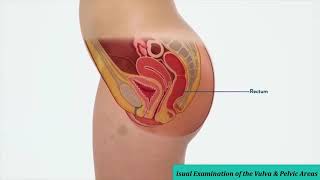 Real Female Anatomy   Visual Examination of the Vulva & Pelvic Areas   Part 1