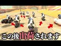【残酷】キャラを全員ウシにして、順位が低いと次々と出荷されていくサバイバルモードが面白すぎたwww 【マリオカートワールド】