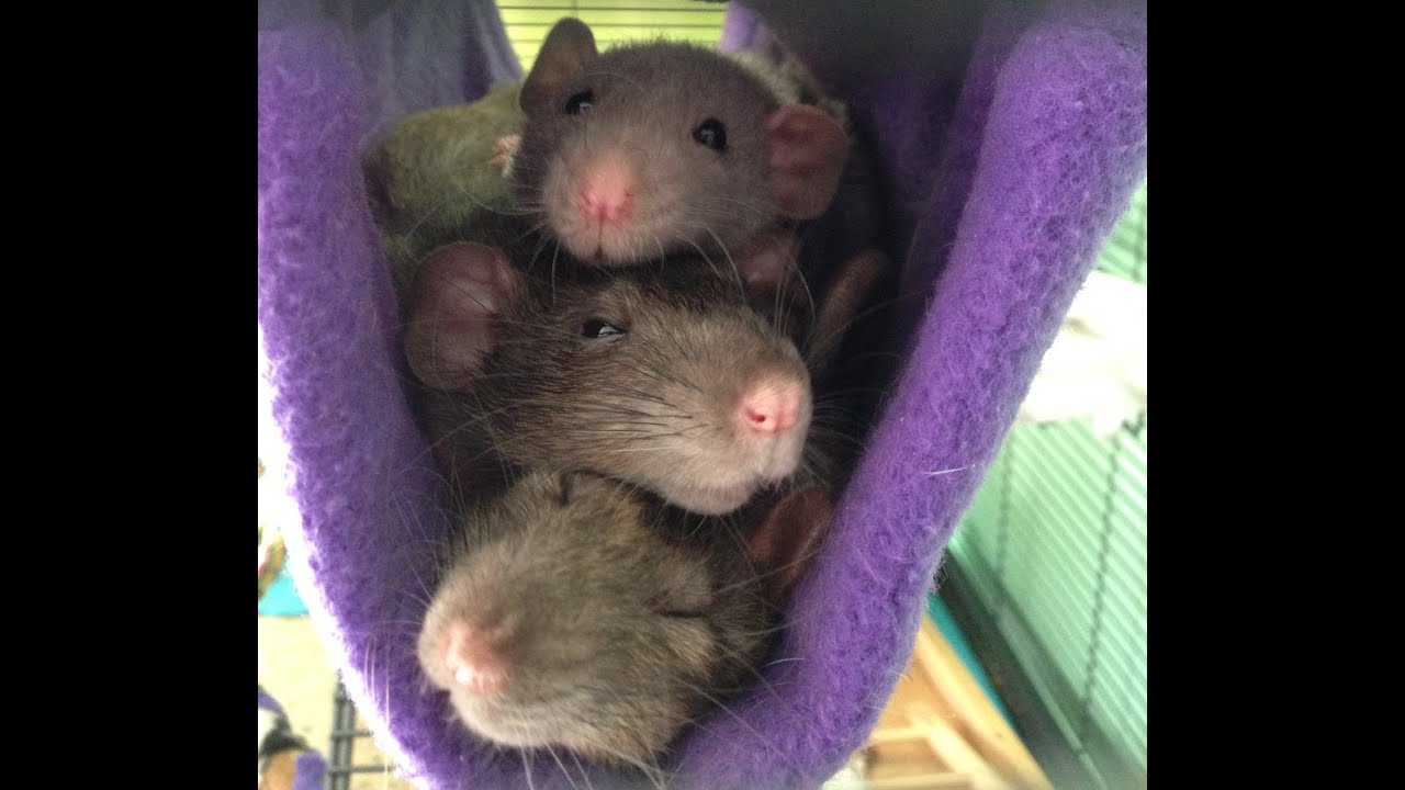 Pet Hammock Review: EsdrasEspino